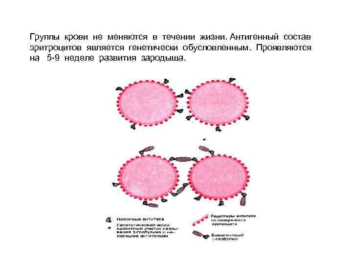 Может ли поменять группа крови в течение жизни – основные причины и реально ли ее изменение после переливания? | dlja-pohudenija.ru