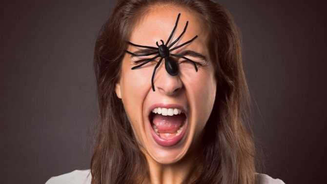 Арахнофобия что это такое, причины, как избавиться от боязни пауков