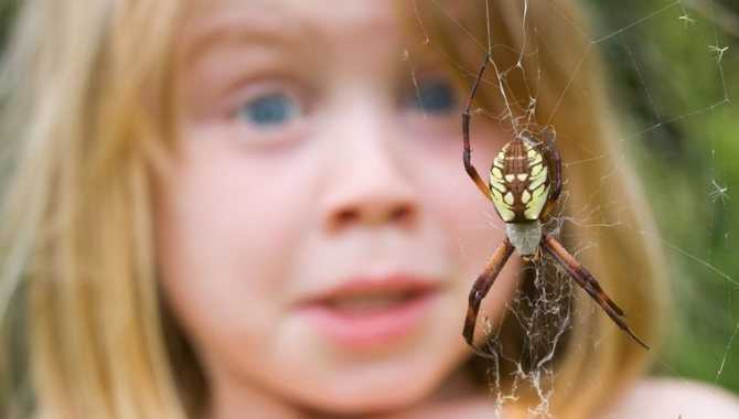 Энтомофобия: основная симптоматика, боязнь насекомых и пауков