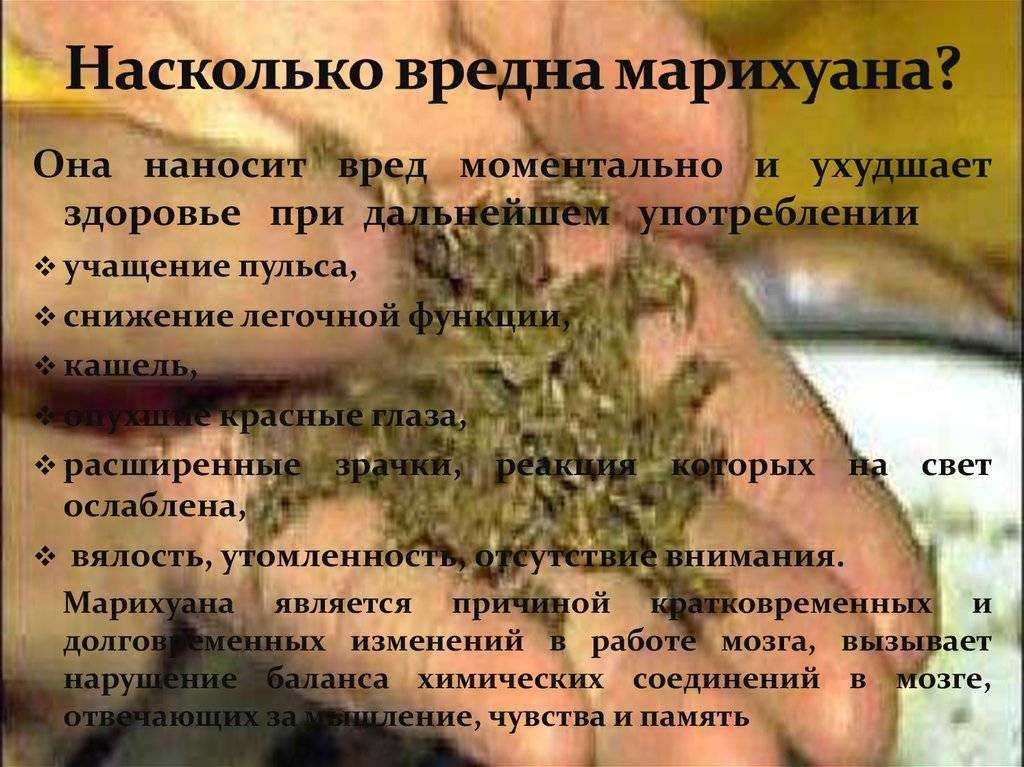 марихуана организму ставят