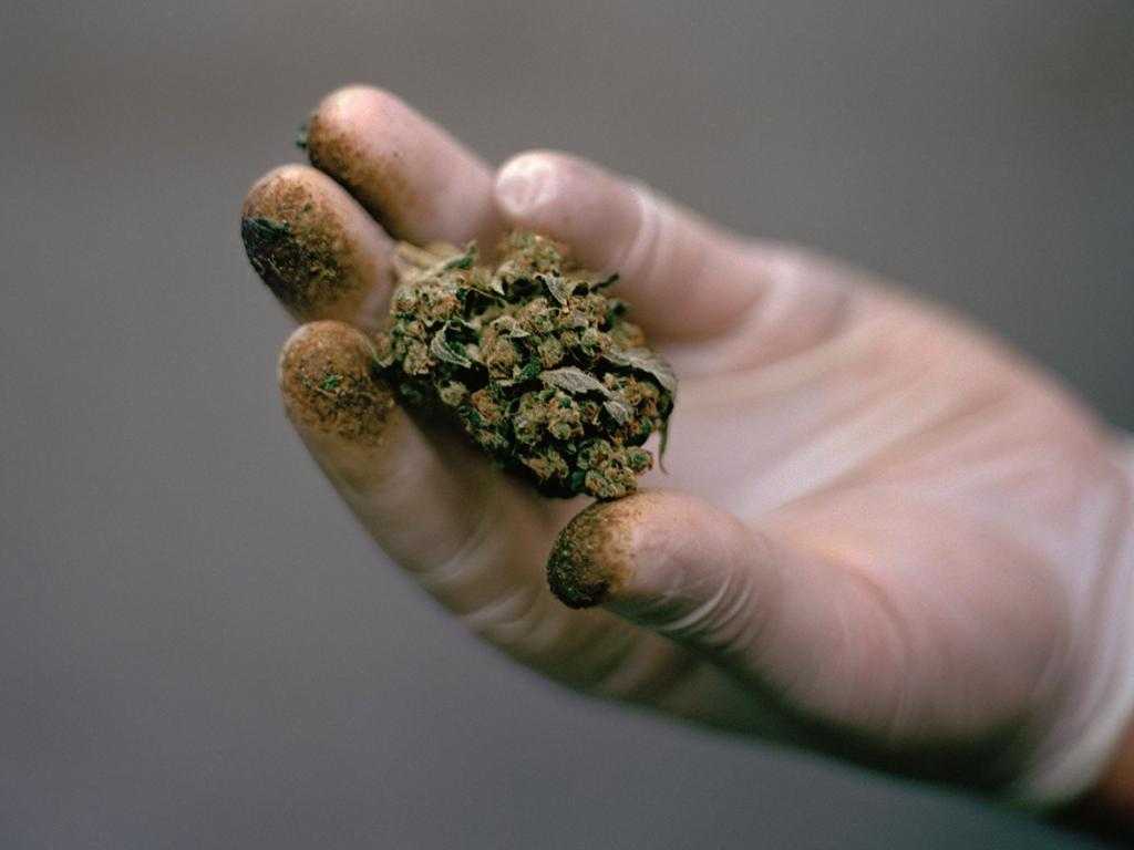 Возможна ли передозировка марихуаной и какова смертельная доза? | rvdku.ru