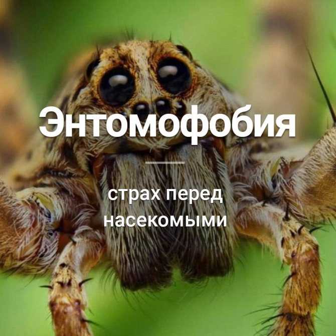 Энтомофобия – боязнь насекомых и пауков, симптомы и признаки