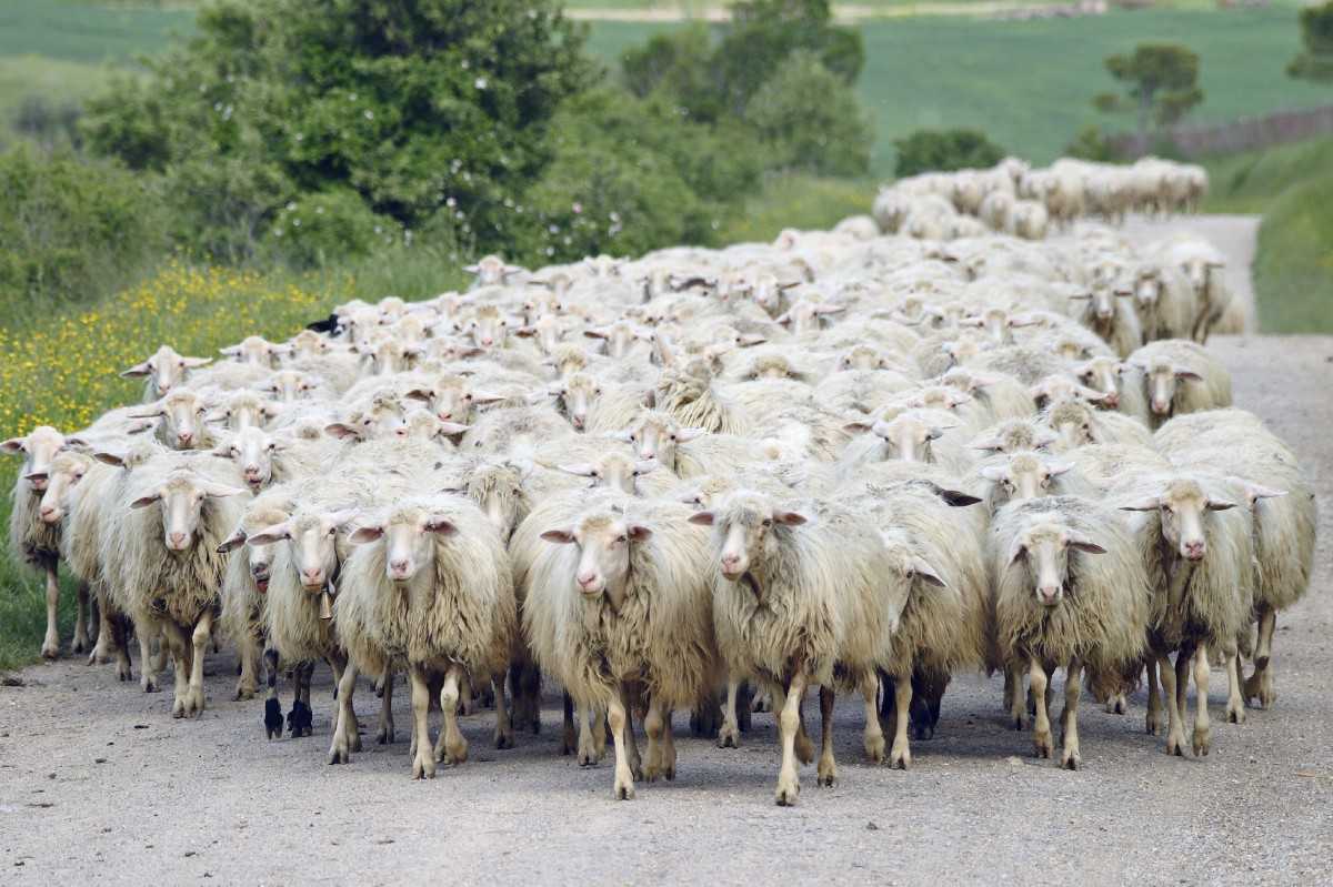 Стадное чувство: как им управлять и не быть овцой