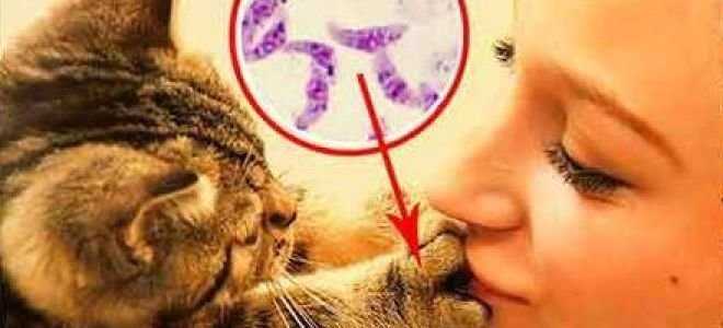 Привязанность к кошкам болезнь