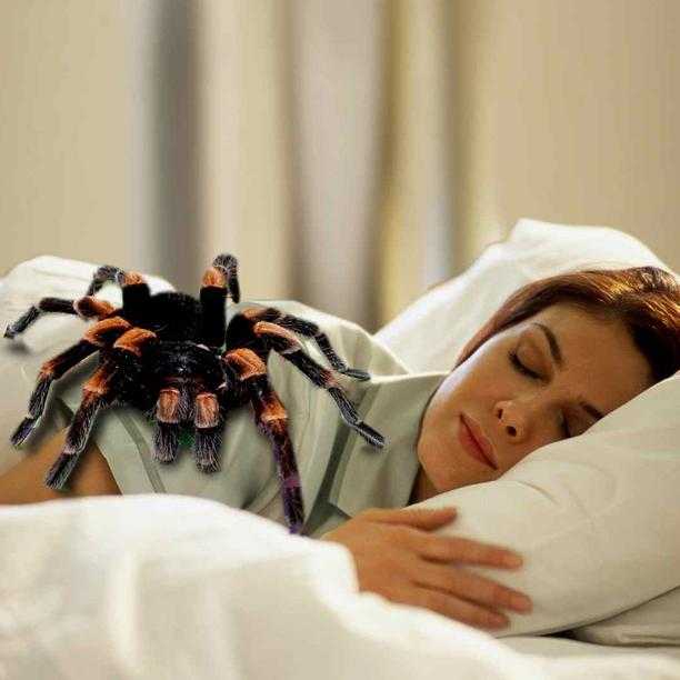 Боязнь пауков: как называется фобия и как ее лечить