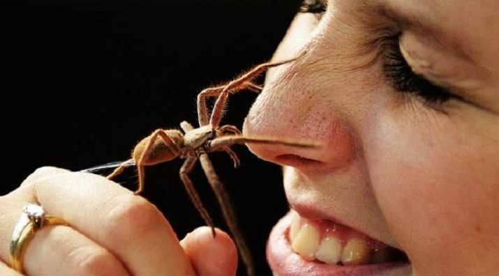 Как избавиться от боязни пауков самостоятельно: что такое арахнофобия, кратко