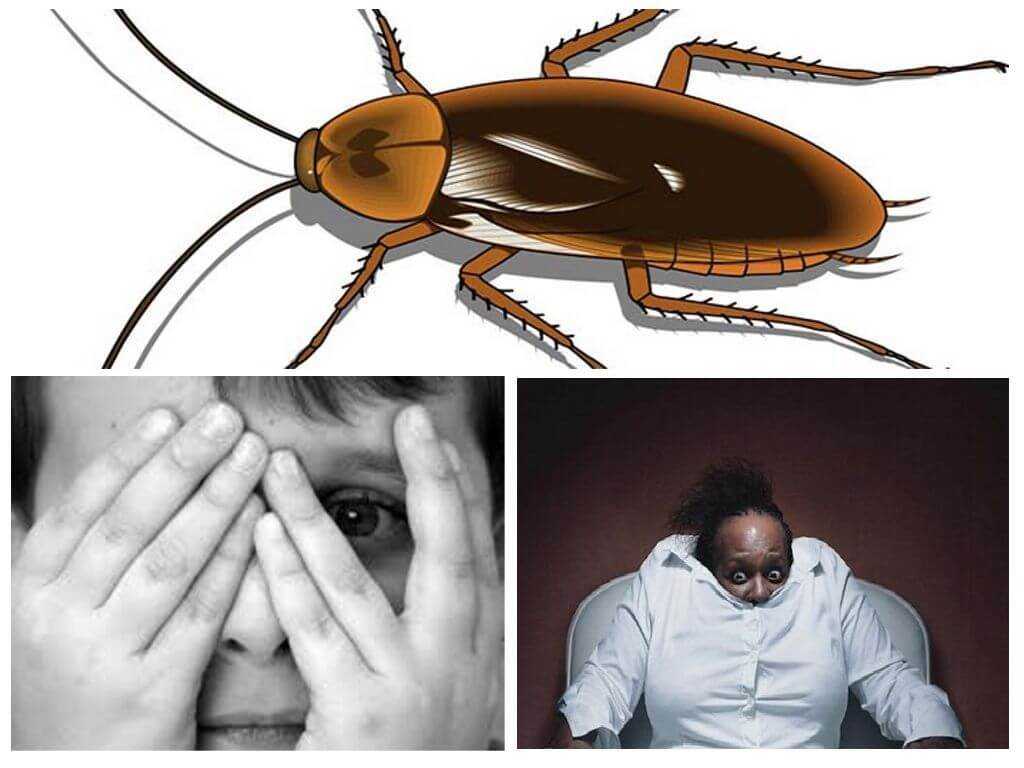 Боязнь насекомых (инсектофобия): причины энтомофобии