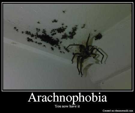 Арахнофобия (боязнь пауков): как избавиться от страха