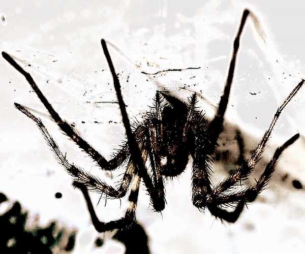 Арахнофобия (arachnophobia): так называется боязнь пауков
