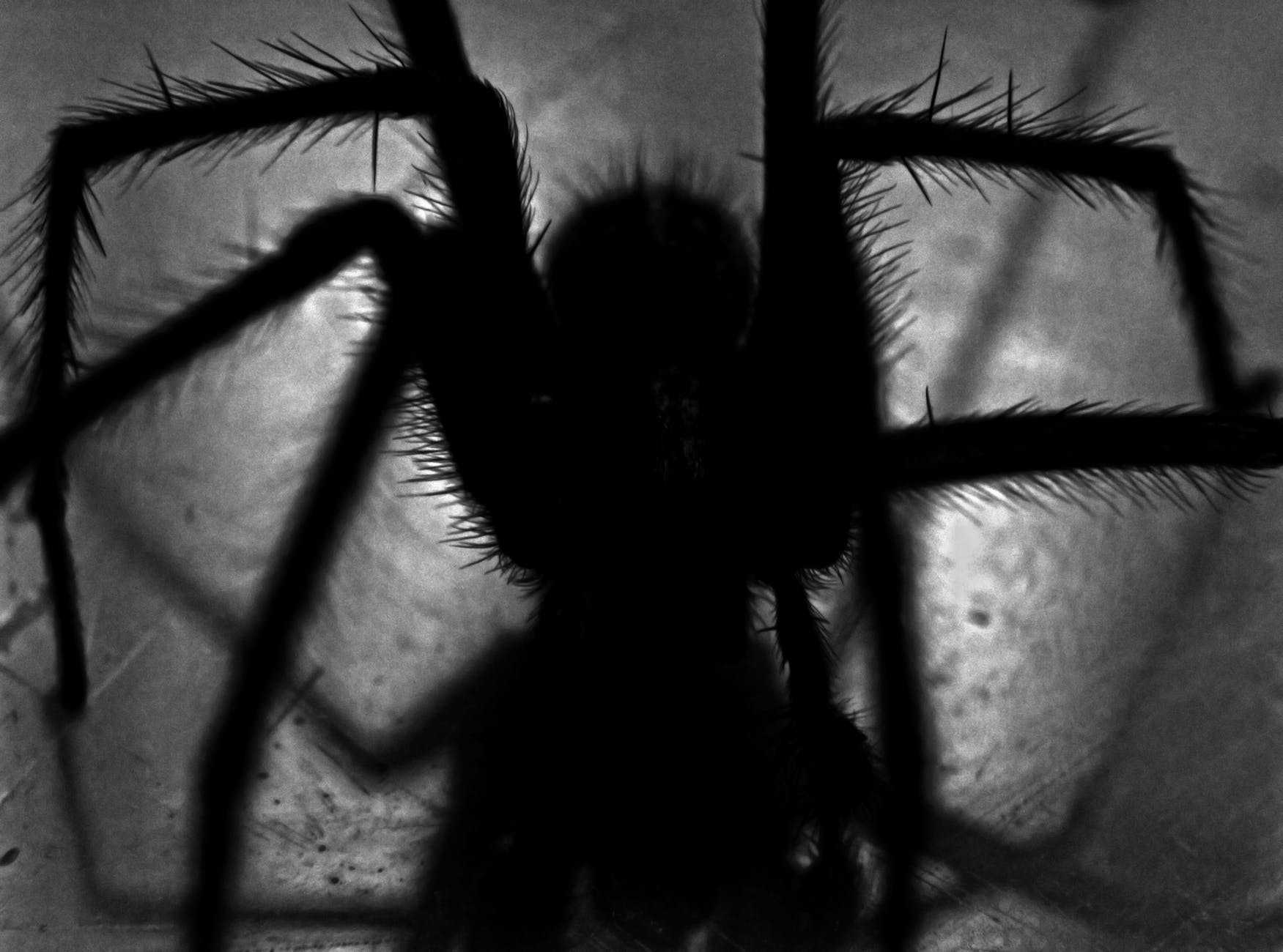Арахнофобия или боязнь пауков: причины возникновения фобии