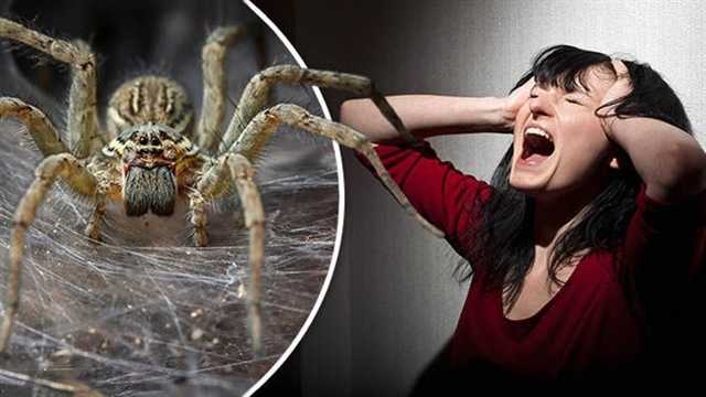 Арахнофобия - боязнь пауков: причины, симптомы, лечение