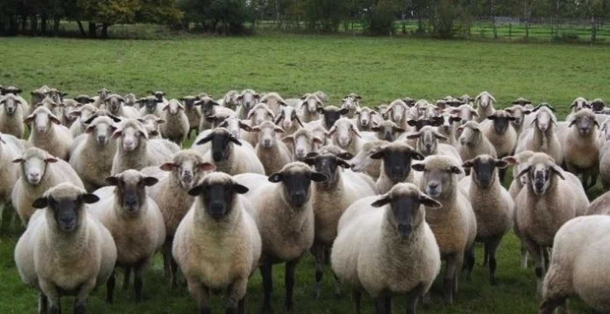 Стадное чувство: как им управлять и не быть овцой