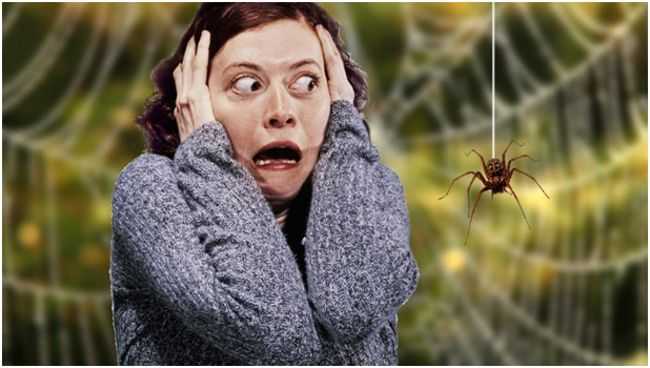 Арахнофобия – это неконтролируемый страх перед пауками иными словами это такое состояние когда субъект испытывает паническую боязнь пауков