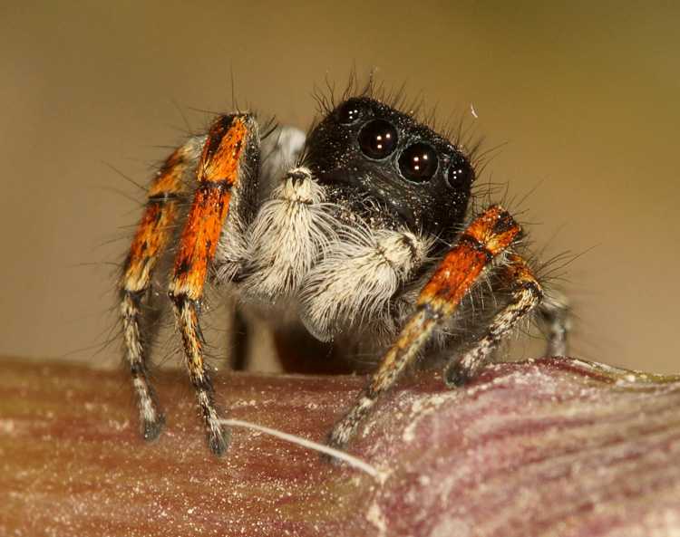 Арахнофобия: это боязнь пауков, как избавиться от арахнофобии