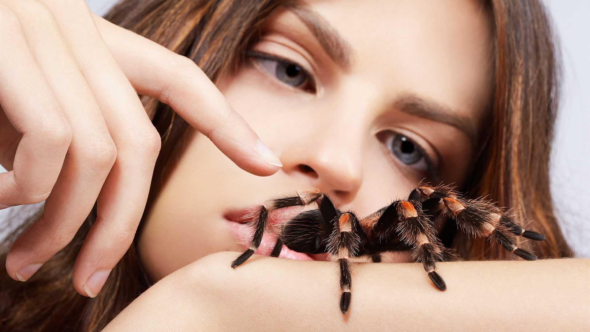 Арахнофобия – боязнь пауков!