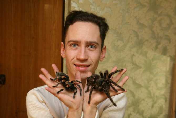 Арахнофобия - боязнь пауков
