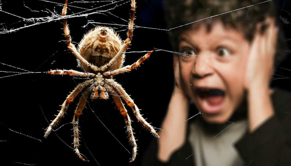 Арахнофобия - причины, симптомы, лечение боязни пауков