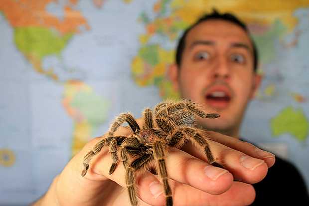 Боязнь насекомых: что такое инсектофобия, почему люди боятся пауков и жуков