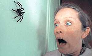 Боязнь пауков — как называется фобия