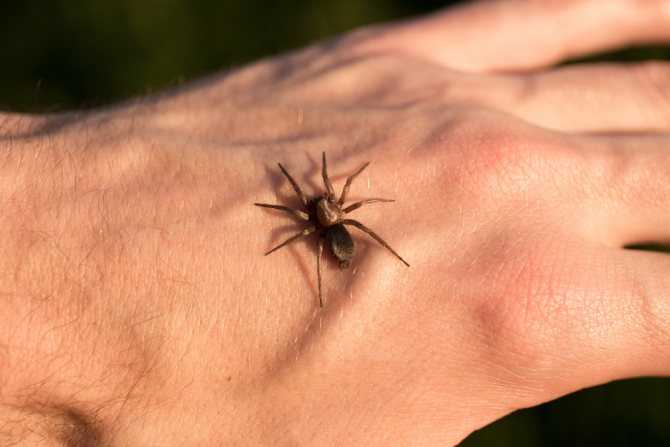 Арахнофобия что это такое, причины, как избавиться от боязни пауков