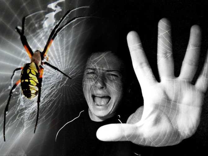Боязнь пауков: как называется фобия и как ее лечить
