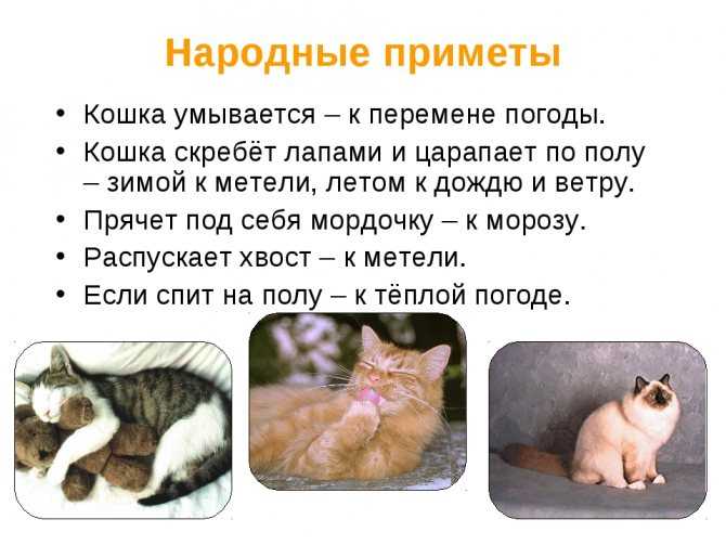Психические расстройства у кошек: лечение, симптомы