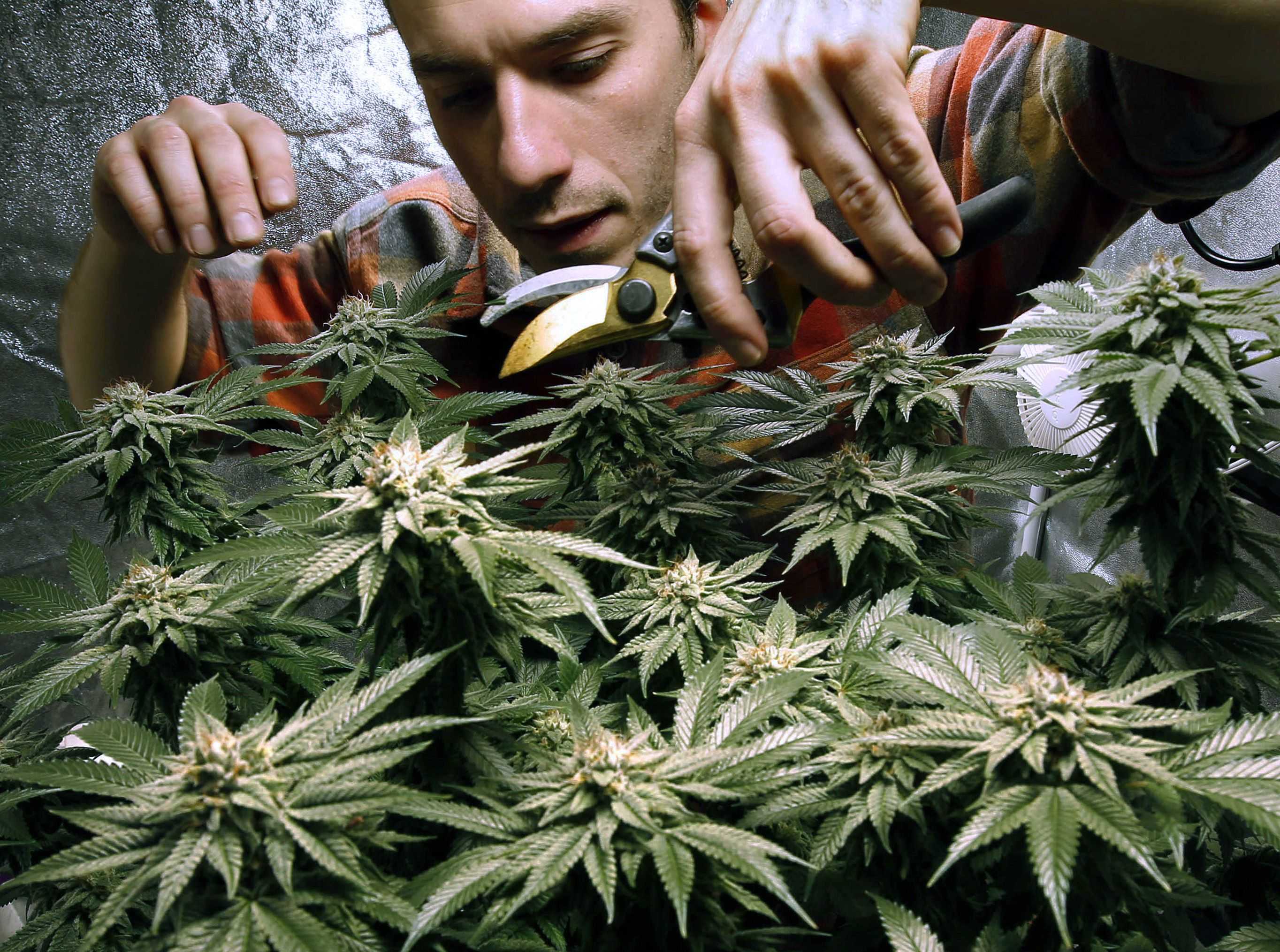 Хип хоп о марихуане влияние наркотиков на развитие здоровья человека