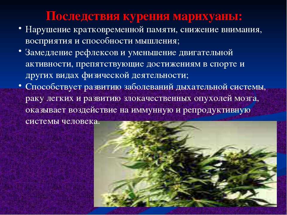 Курить марихуану вредно у кого в белгороде купить марихуану