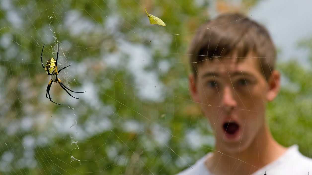 Как проявляется и лечится инсектофобия, или боязнь насекомых?