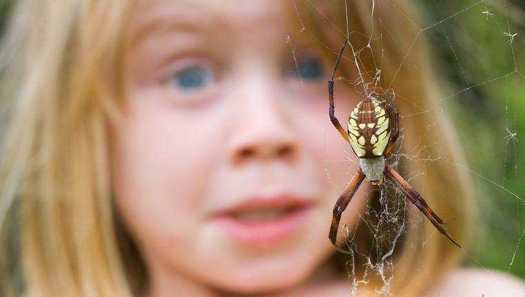 Арахнофобия: почему возникает боязнь и как избавиться от страха пауков?