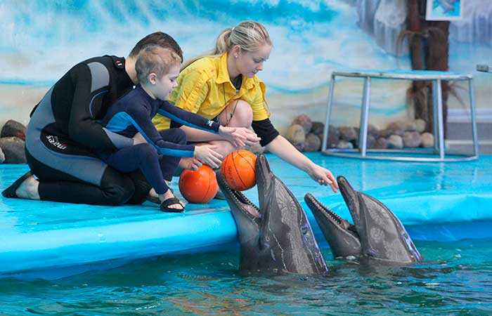 Плавание с дельфинами в москве - отличное занятие для детей и взрослых