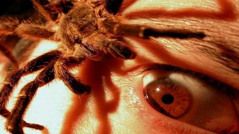 Энтомофобия – боязнь насекомых и пауков, симптомы и признаки