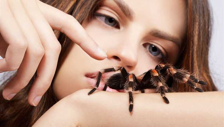 Почему люди боятся насекомых: как лечить страх инсектофобии или энтомофобии
