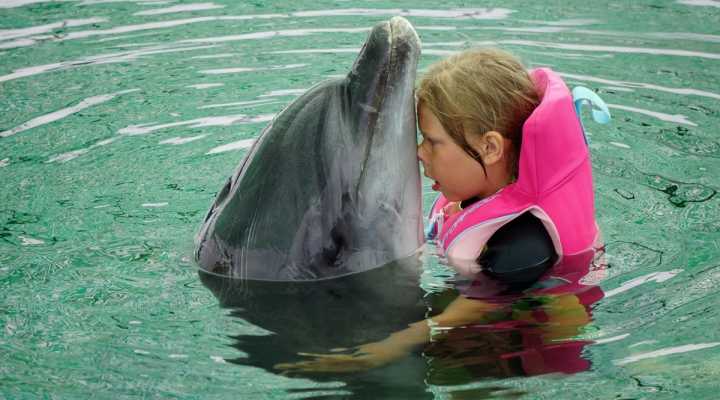 Где поплавать в москве с дельфинами: цены и впечатления