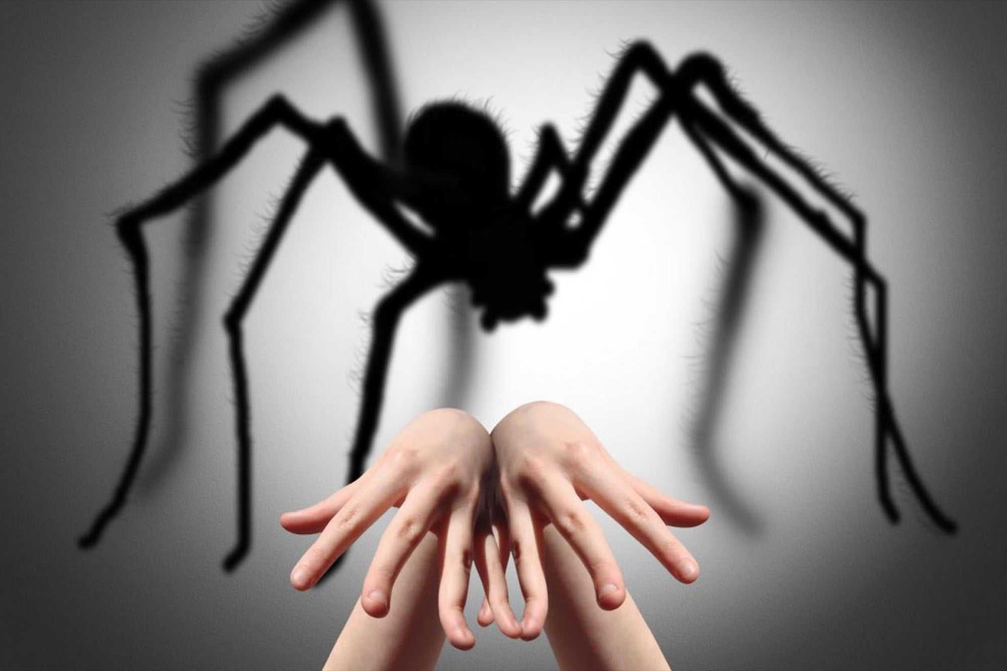 Арахнофобия – боязнь пауков, причины и лечение.