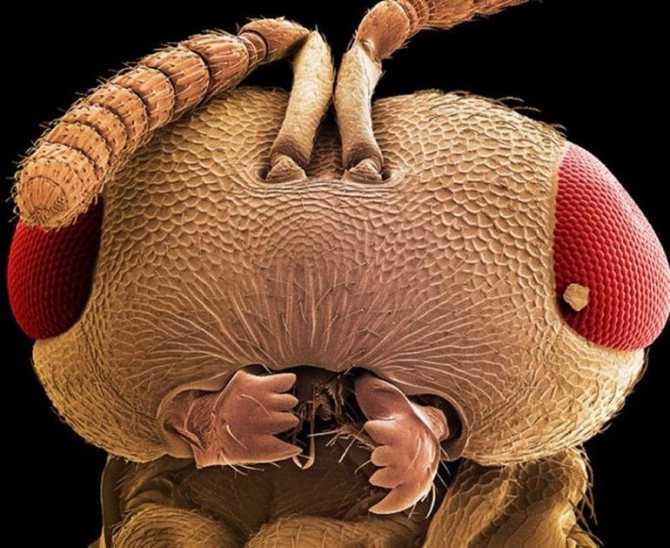 Инсектофобия или страх насекомых