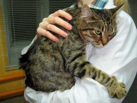 Айлурофилия (гатофилия галеофилия) – это психическое расстройство личности страдающей патологической неконтролируемой привязанностью и безмерной любовью к кошкам