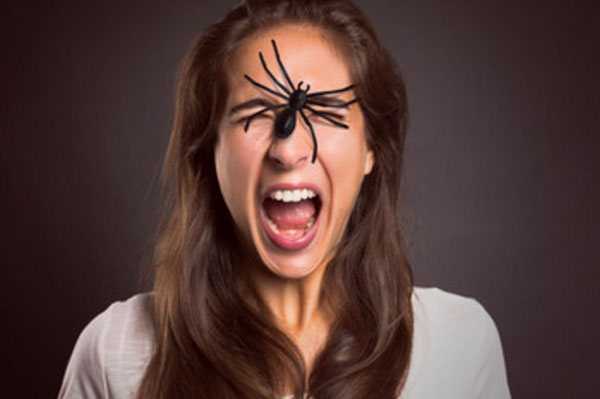 Что такое арахнофобия? как перестать бояться пауков?