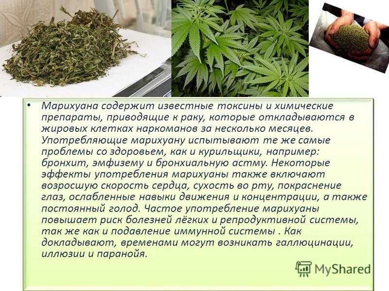 исследования вреде марихуаны