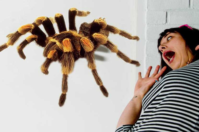 Арахнофобия - боязнь пауков и насекомых
