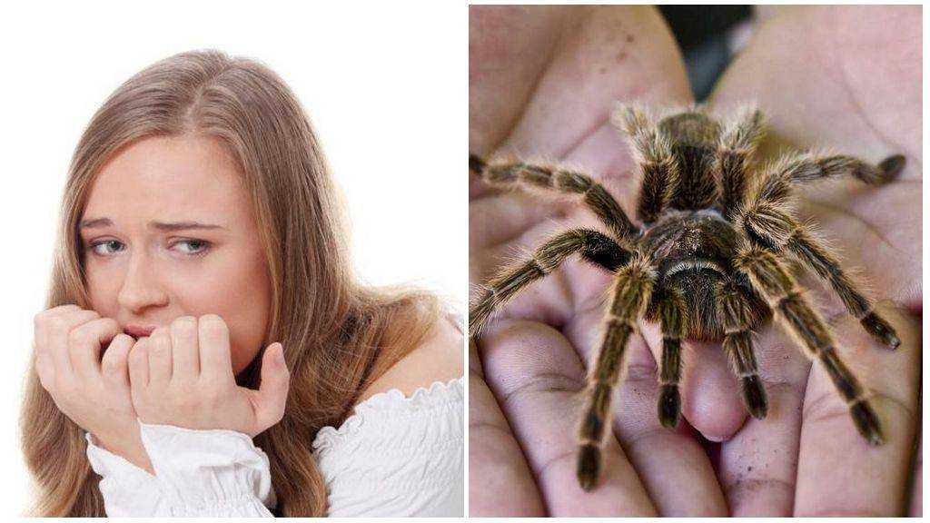 Арахнофобия (боязнь пауков) - лечение, причины, симптомы