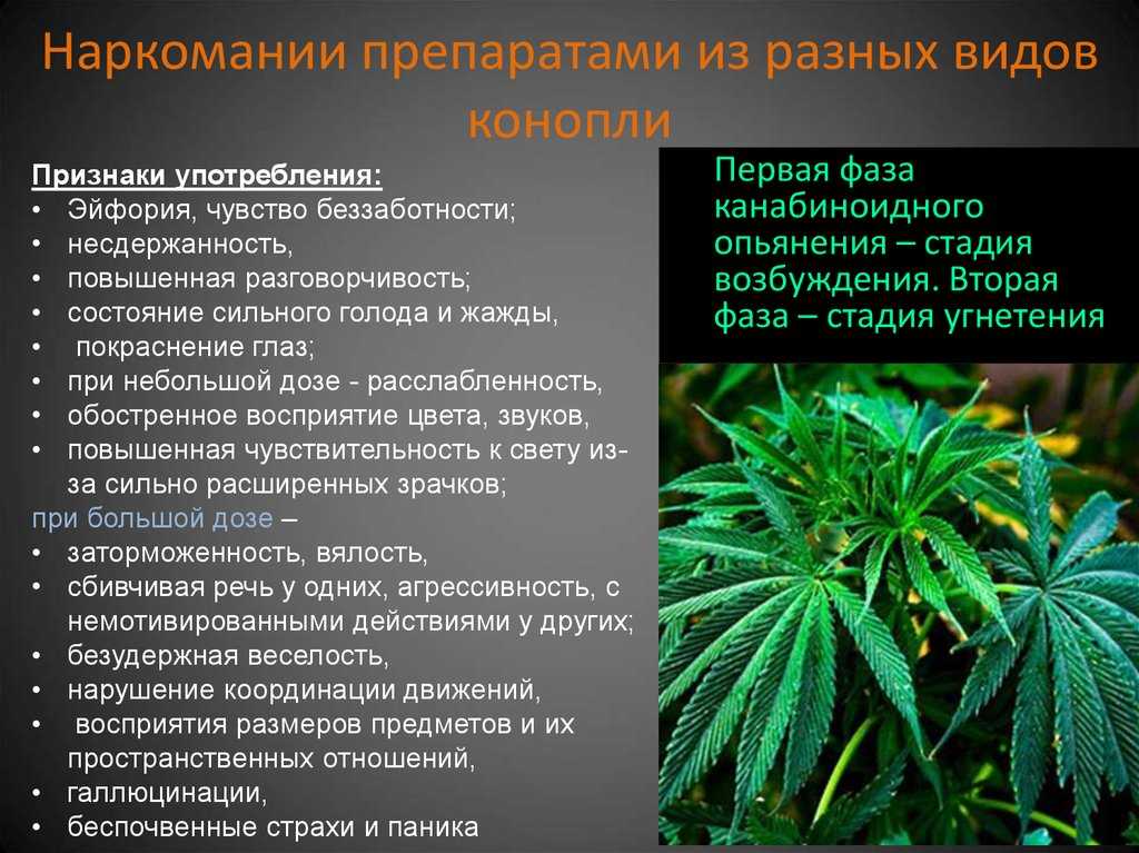 Как марихуана выводится с организма последние недели цветения марихуаны