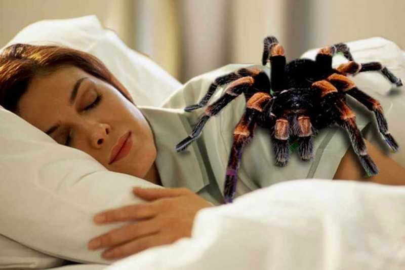 Арахнофобия - причины, симптомы, лечение боязни пауков